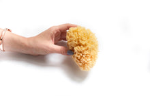 Load image into Gallery viewer, Sea Sponge