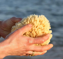 Load image into Gallery viewer, Sea Sponge