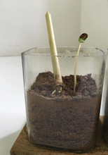 Load image into Gallery viewer, Plantable Pens