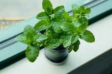 Load image into Gallery viewer, Plantable Pens