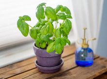 Load image into Gallery viewer, Plantable Pens