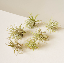 Load image into Gallery viewer, Air Plant
