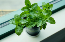 Load image into Gallery viewer, Keep Growing