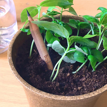 Load image into Gallery viewer, Keep Growing