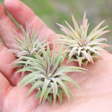 Load image into Gallery viewer, Air Plant
